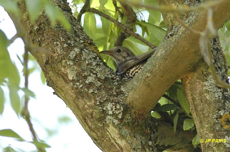 Turdus viscivorus